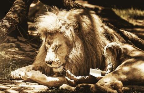 Child reading to lion