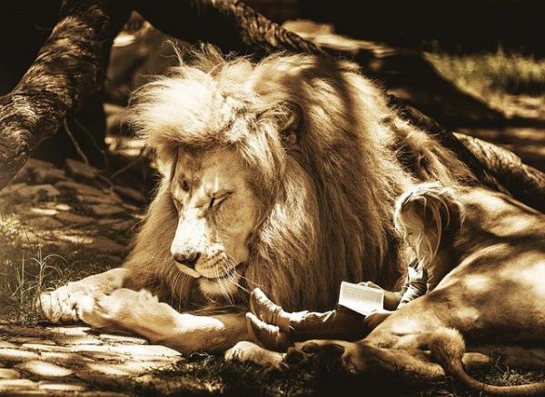 Child reading to lion